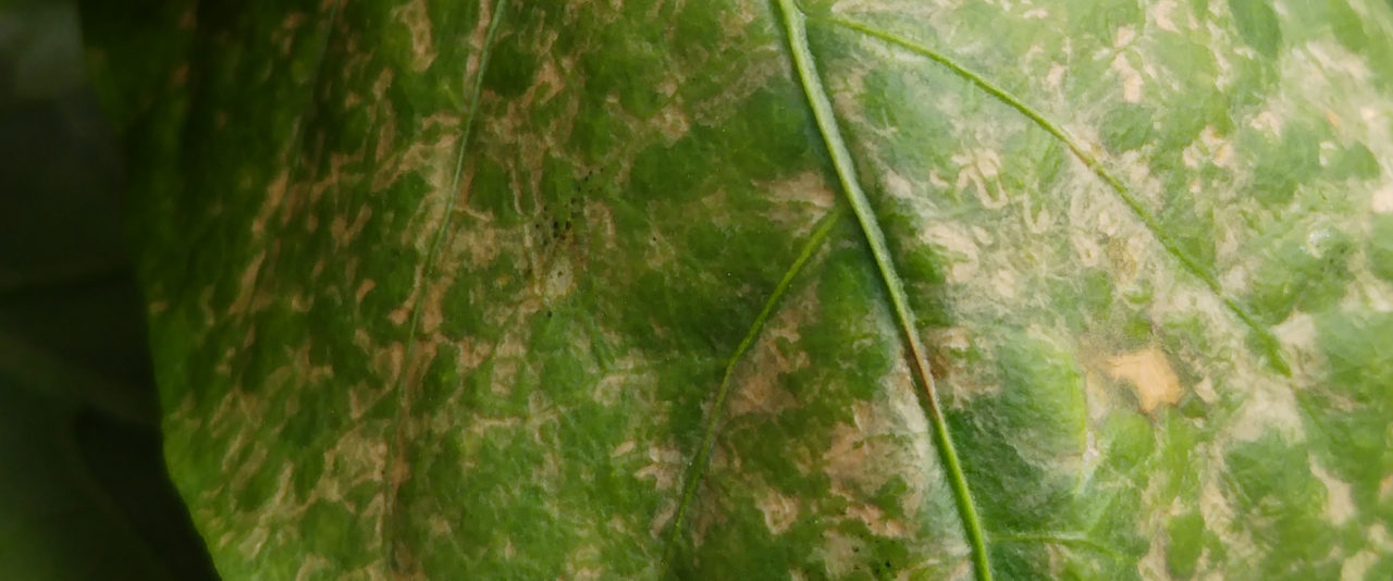 Thrips damage on peppers BioBee Canada