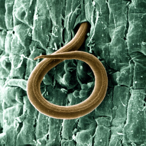 plant parasitic nematode main - BioBee Canada