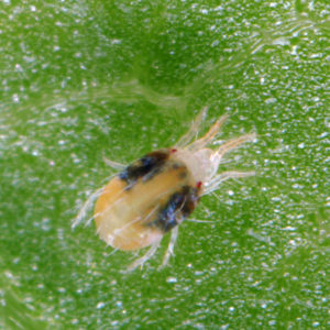 Two-spotted spider mite